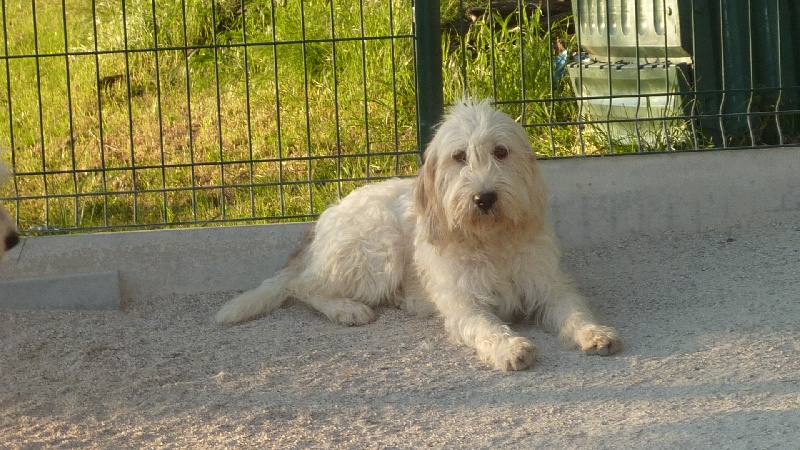 Eclipse du petit pitou